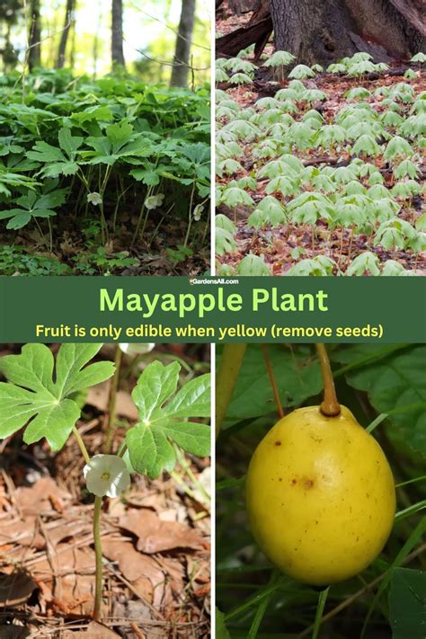 plants that are similar to may-apple